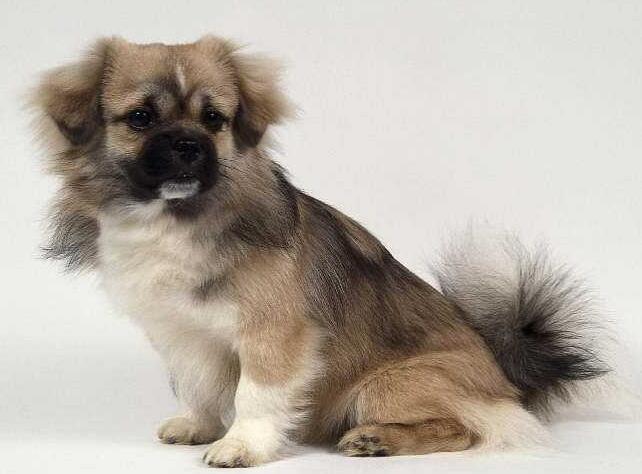 神秘西藏，大自然的瑰宝🏔️🌿